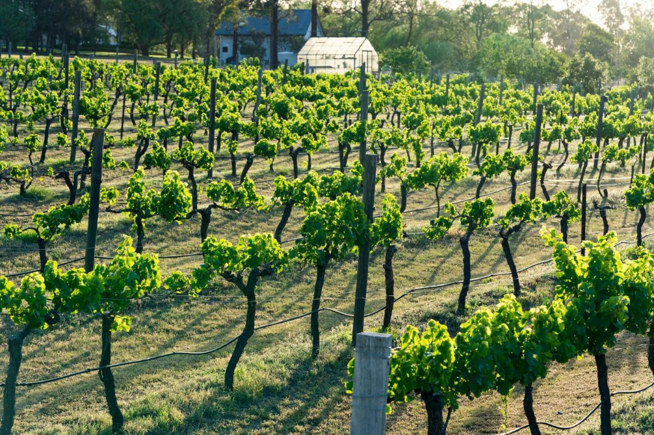 بوكولبن Thistle Hill Guesthouse - Walk To Many Wineries And Restaurants المظهر الخارجي الصورة