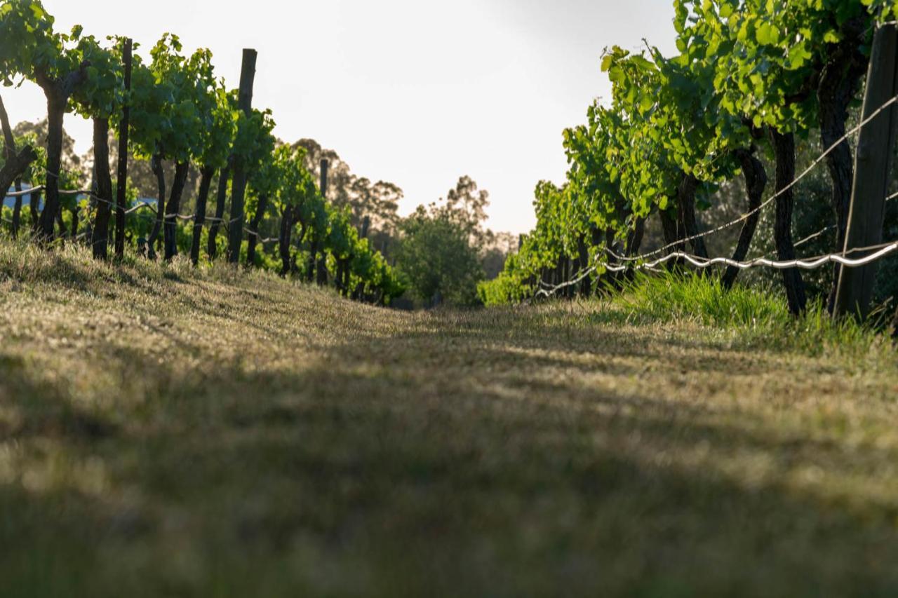 بوكولبن Thistle Hill Guesthouse - Walk To Many Wineries And Restaurants المظهر الخارجي الصورة